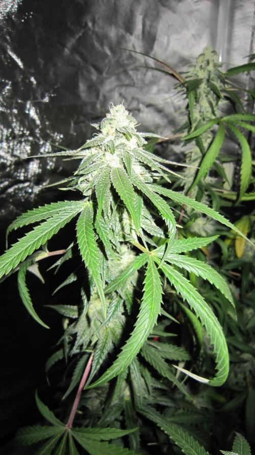 Gelatdos Jabb... My crossing.. Week 19 - Plant #2