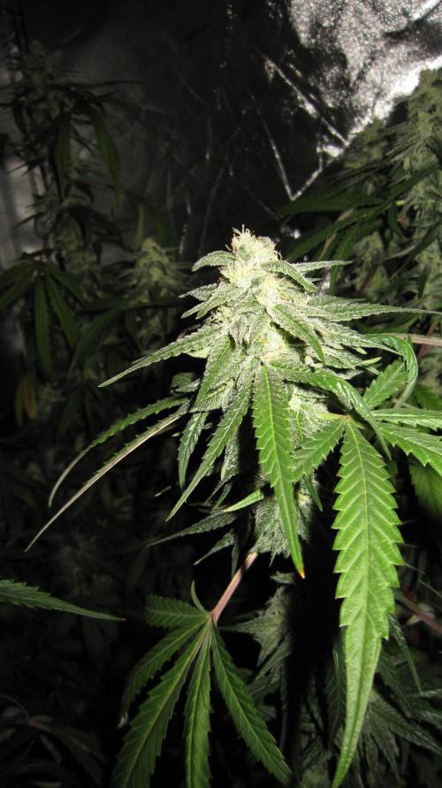 Gelatdos Jabb... My crossing.. Week 19 - Plant #2