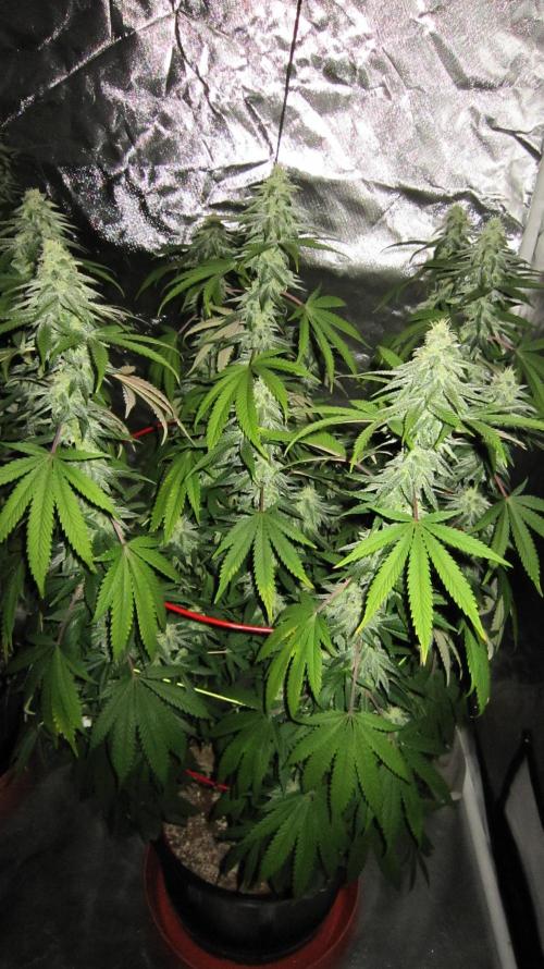 Gelatdos Jabb... My crossing.. Week 19 - Plant #3