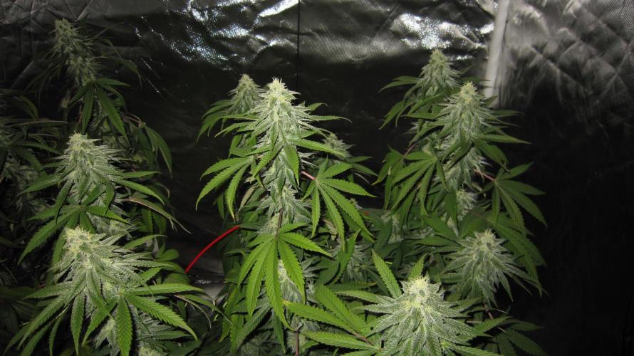 Gelatdos Jabb... My crossing.. Week 19 - Plant #3