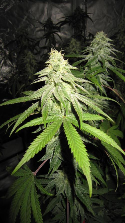 Gelatdos Jabb... My crossing.. Week 19 - Plant #3