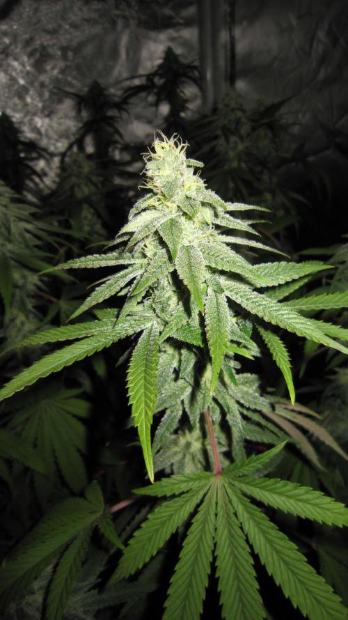 Gelatdos Jabb... My crossing.. Week 19 - Plant #3
