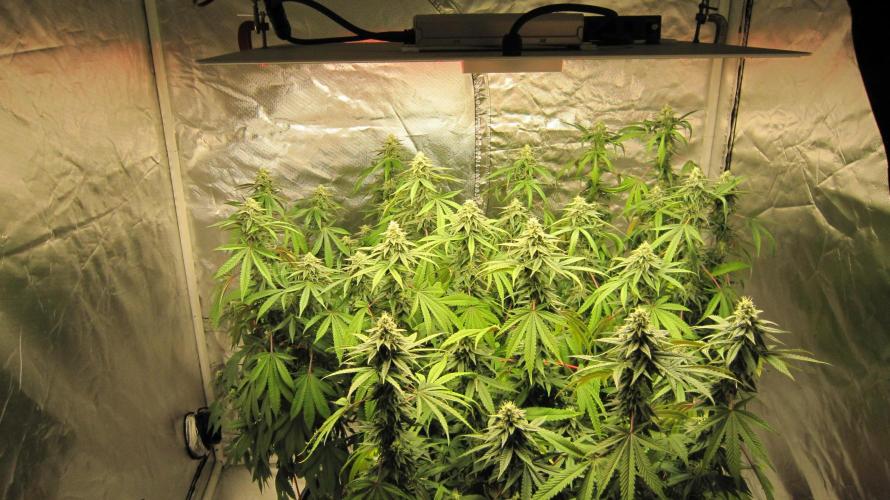 Gelatdos Jabb... My crossing.. Week 19 - Gelatdos Jabb Week 5 into flowering.