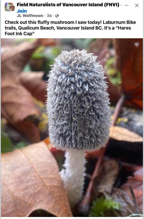 Gelatdos Jabb... My crossing.. Week 19 - Fuzzy Shroom.