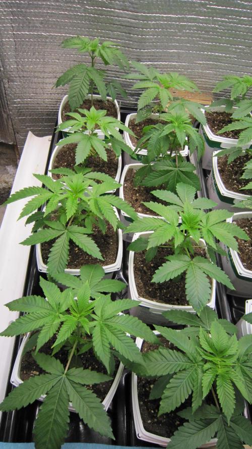 Runtz Mintz Cream by SnowShoe Joe. Week 4 - Plants 1 to 8 - Some leaves and drooping 