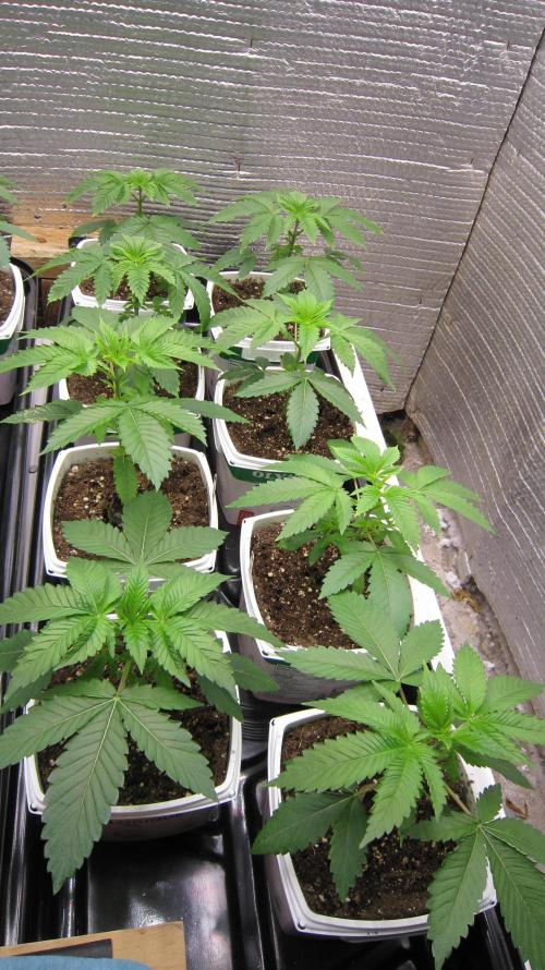 Runtz Mintz Cream by SnowShoe Joe. Week 4 - Plants 9 to16  - They were taken off their heating mats to be repotted.