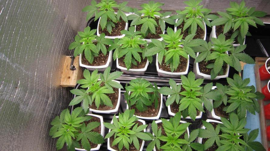 Runtz Mintz Cream by SnowShoe Joe. Week 4 - 16 regular plants.