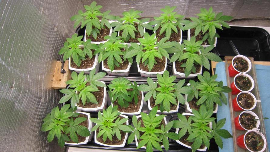 Runtz Mintz Cream by SnowShoe Joe. Week 4 - Runtz Mintz Cream - 16 reg plants