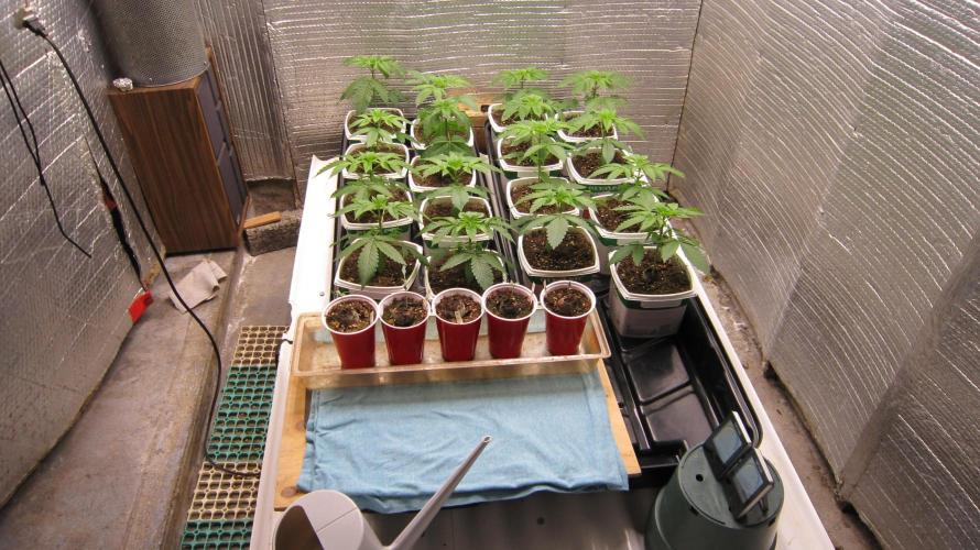 Runtz Mintz Cream by SnowShoe Joe. Week 4 - Got out the big trays and repotted them