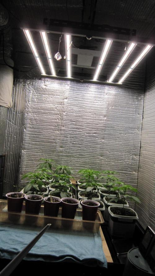 Runtz Mintz Cream by SnowShoe Joe. Week 4 - Mars Hydro Light FC-4800 Turned up to 40% now