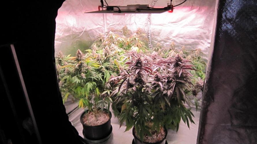 🍋 Lemon 🍊 Mandarin 😎 🤗 🤩. Week 21 - Lemon Mandarin - 3 plants and the purple one is Hulk OG by IZI