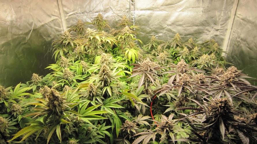 🍋 Lemon 🍊 Mandarin 😎 🤗 🤩. Week 21 - Group Shot.
