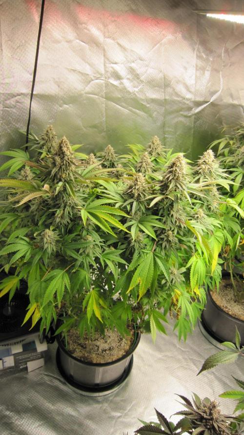 🍋 Lemon 🍊 Mandarin 😎 🤗 🤩. Week 21 - Plant #1