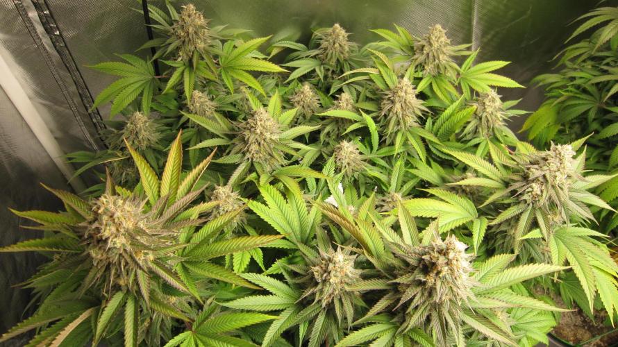 🍋 Lemon 🍊 Mandarin 😎 🤗 🤩. Week 21 - Plant #1