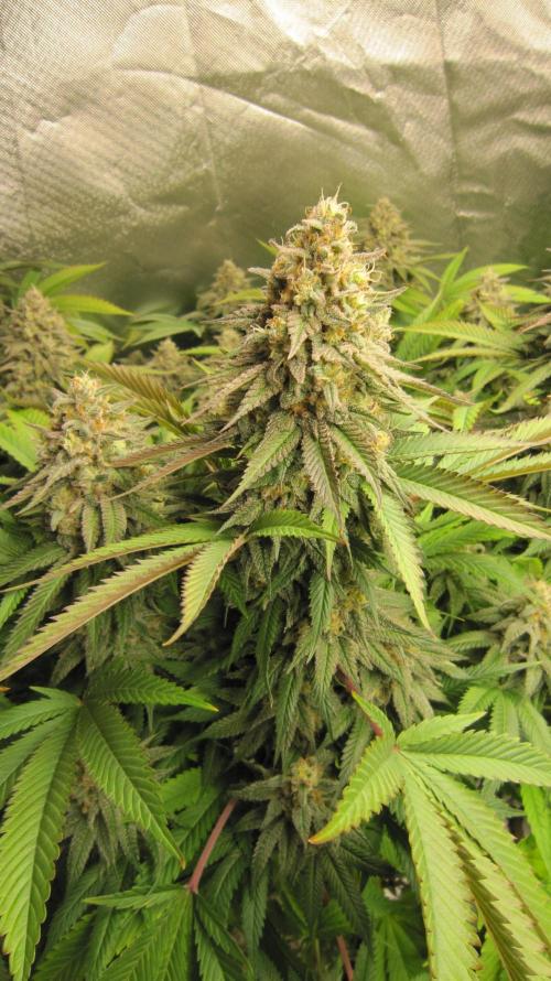 🍋 Lemon 🍊 Mandarin 😎 🤗 🤩. Week 21 - Plant #1