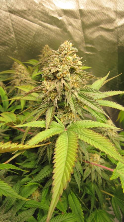 🍋 Lemon 🍊 Mandarin 😎 🤗 🤩. Week 21 - Plant #1