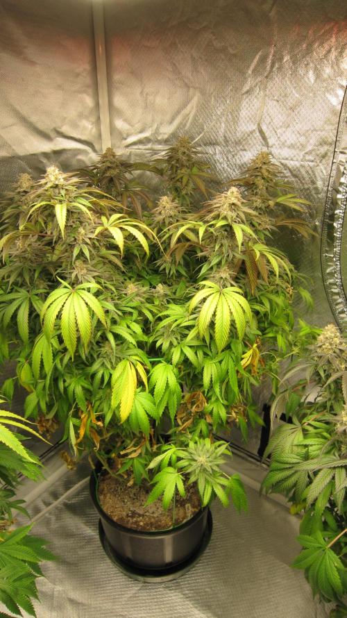 🍋 Lemon 🍊 Mandarin 😎 🤗 🤩. Week 21 - Plant #2