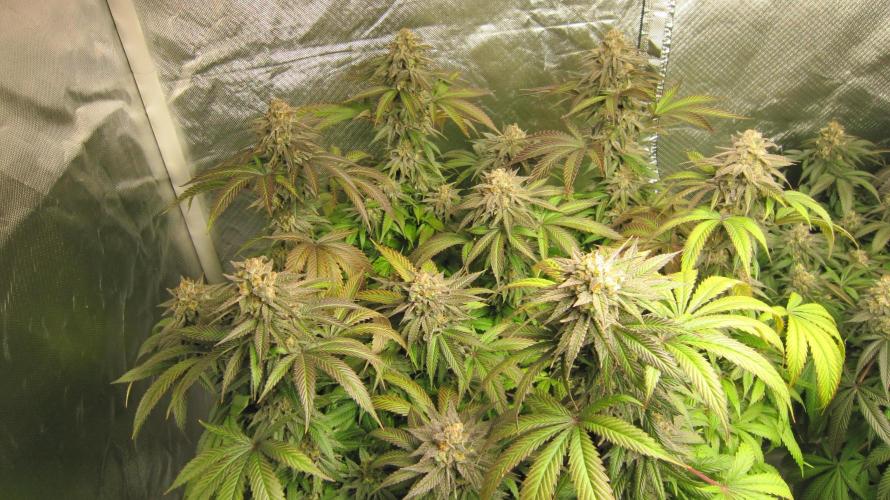 🍋 Lemon 🍊 Mandarin 😎 🤗 🤩. Week 21 - Plant #2