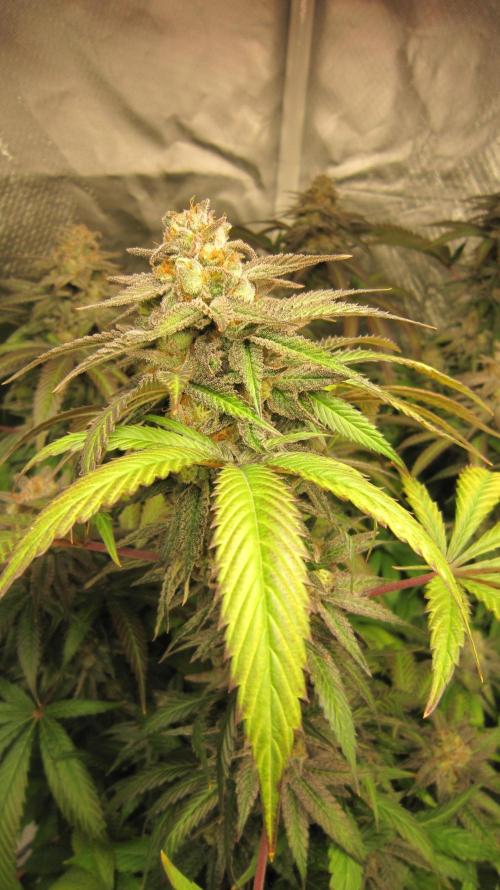 🍋 Lemon 🍊 Mandarin 😎 🤗 🤩. Week 21 - Plant #2