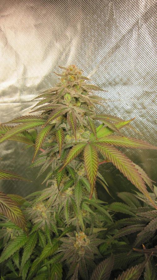 🍋 Lemon 🍊 Mandarin 😎 🤗 🤩. Week 21 - Plant #2