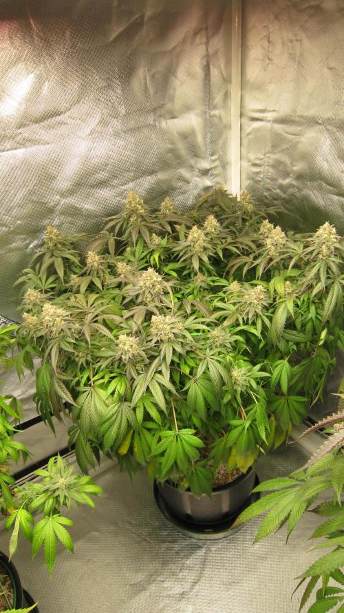 🍋 Lemon 🍊 Mandarin 😎 🤗 🤩. Week 21 - Plant #3