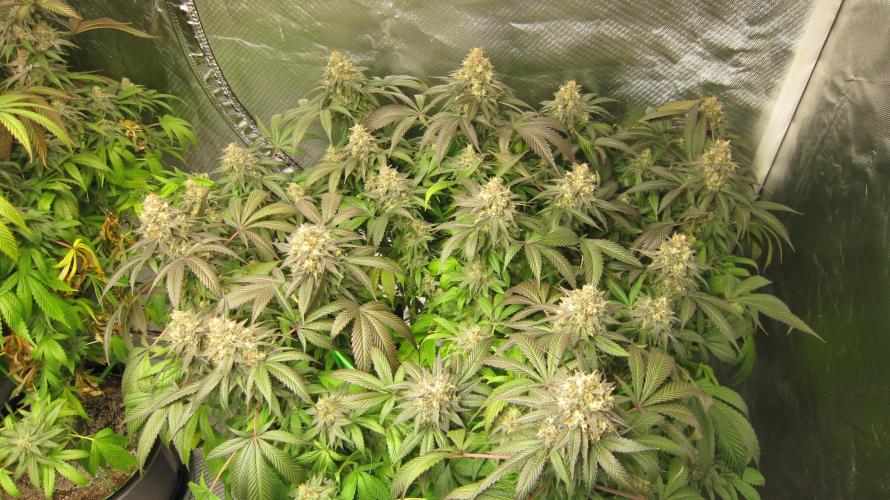 🍋 Lemon 🍊 Mandarin 😎 🤗 🤩. Week 21 - Plant #3