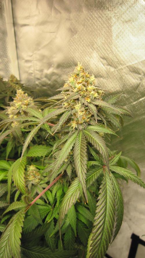 🍋 Lemon 🍊 Mandarin 😎 🤗 🤩. Week 21 - Plant #3