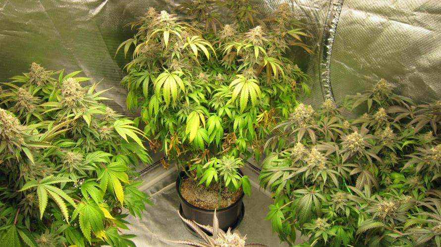 🍋 Lemon 🍊 Mandarin 😎 🤗 🤩. Week 21 - 3 Plants of Lemon Mandarin.