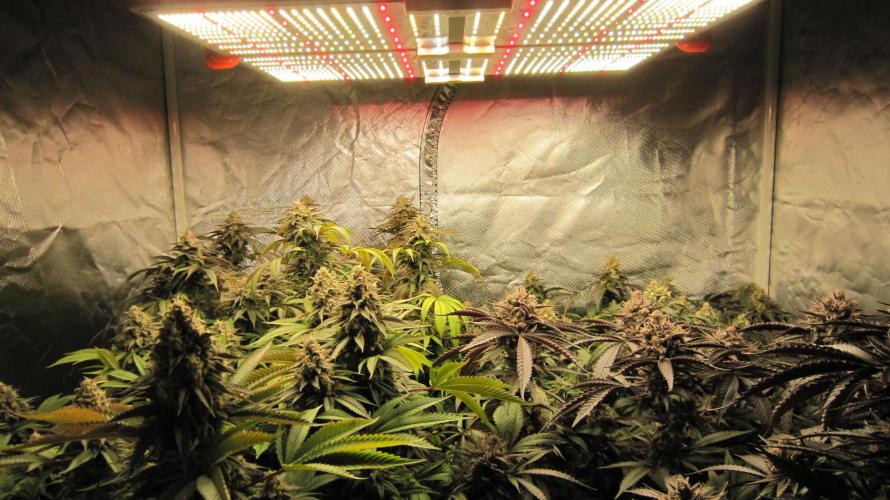 🍋 Lemon 🍊 Mandarin 😎 🤗 🤩. Week 21 - Spider Farmer Light SF-4000