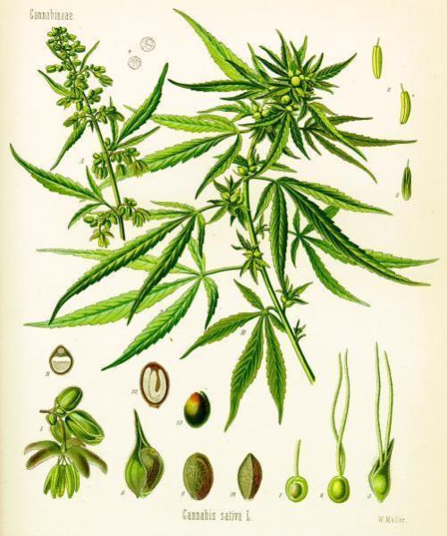 🍋 Lemon 🍊 Mandarin 😎 🤗 🤩. Week 21 - Old hemp drawing.