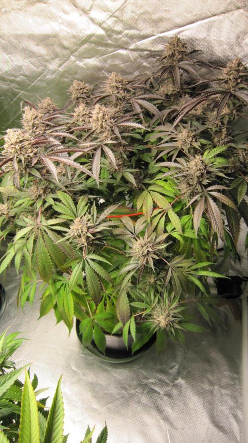 💪🔥⚡ Hulk OG - by IZI. Week 21 - Hulk OG by IZI Seeds.