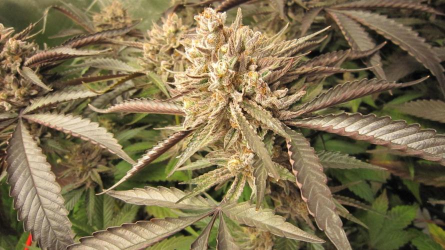💪🔥⚡ Hulk OG - by IZI. Week 21 - Hulk OG