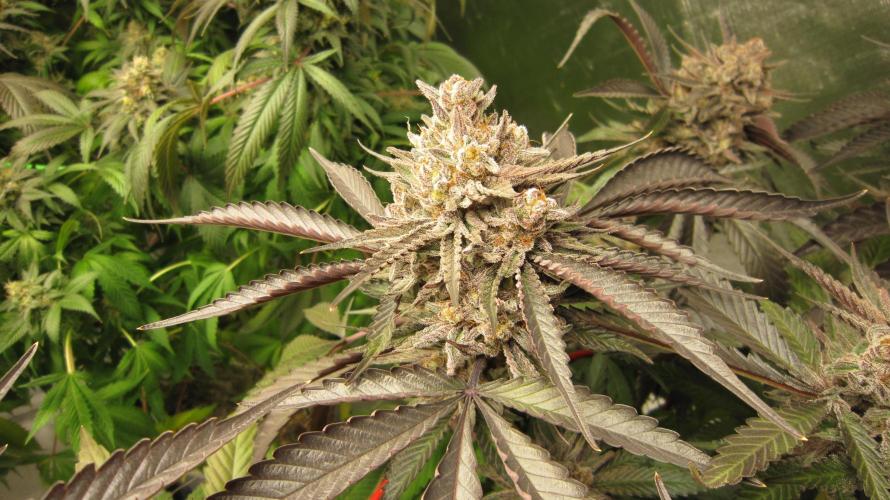 💪🔥⚡ Hulk OG - by IZI. Week 21 - Hulk OG