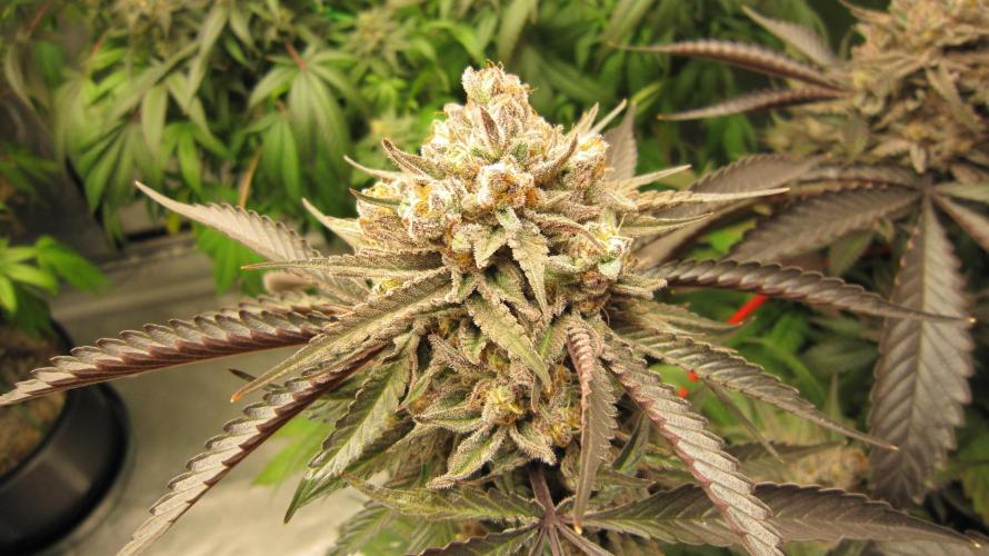 💪🔥⚡ Hulk OG - by IZI. Week 21 - Hulk OG