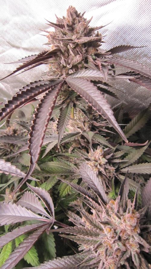 💪🔥⚡ Hulk OG - by IZI. Week 21 - Hulk OG