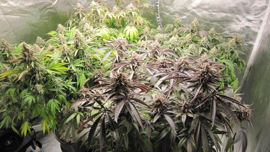 💪🔥⚡ Hulk OG - by IZI. Week 21 - Hulk OG is the purple one in front.