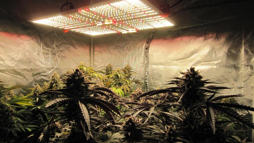 💪🔥⚡ Hulk OG - by IZI. Week 21 - Spider Farmer Light SF-4000