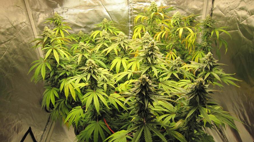 Gelatdos Jabb... My crossing.. Week 20 - Gelatdos Jabb - Group Shot - 3 females from regular seeds