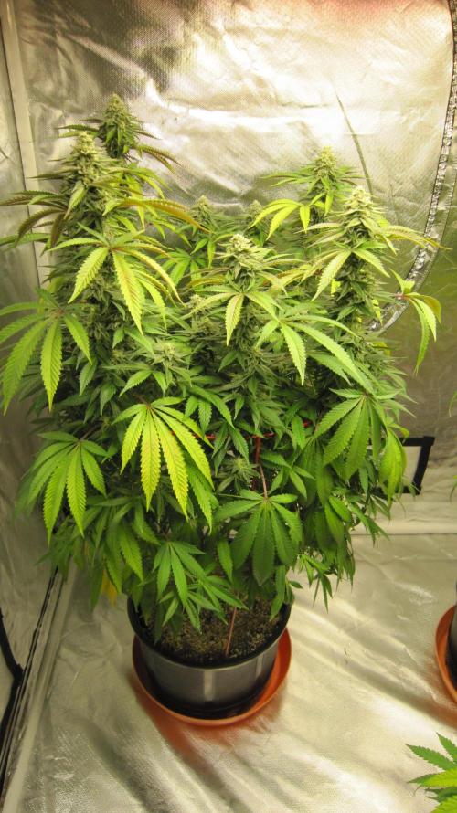 Gelatdos Jabb... My crossing.. Week 20 - Plant #1
