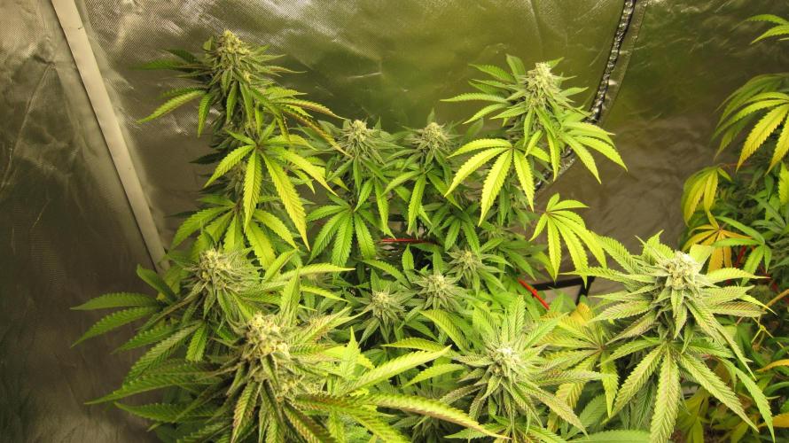 Gelatdos Jabb... My crossing.. Week 20 - Plant #1