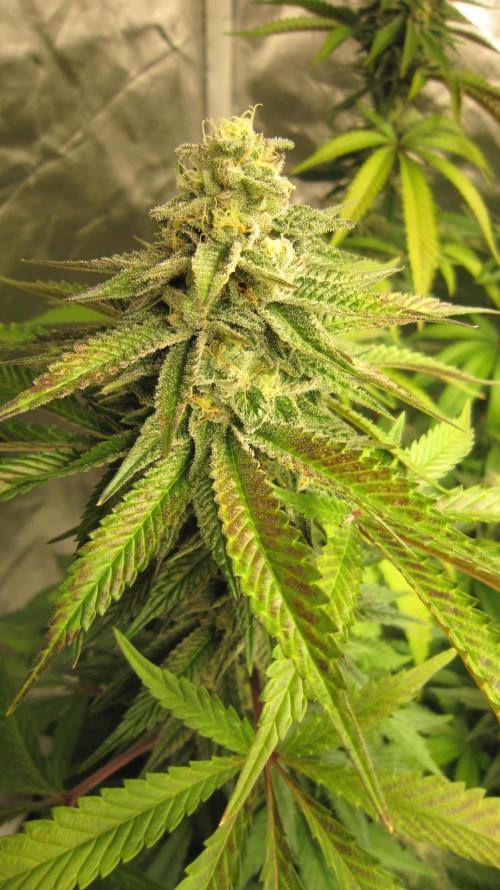 Gelatdos Jabb... My crossing.. Week 20 - Plant #1
