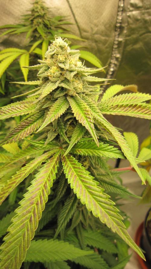 Gelatdos Jabb... My crossing.. Week 20 - Plant #1