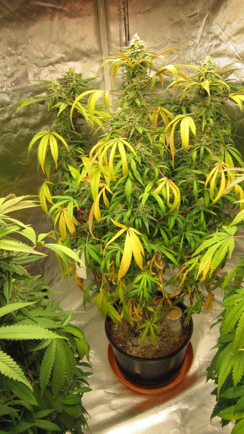 Gelatdos Jabb... My crossing.. Week 20 - Plant #2