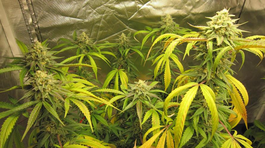Gelatdos Jabb... My crossing.. Week 20 - Plant #2