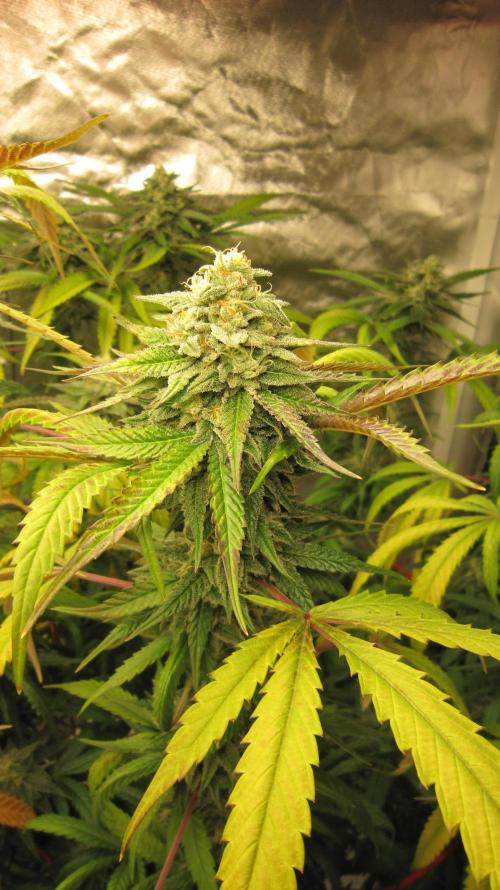 Gelatdos Jabb... My crossing.. Week 20 - Plant #2