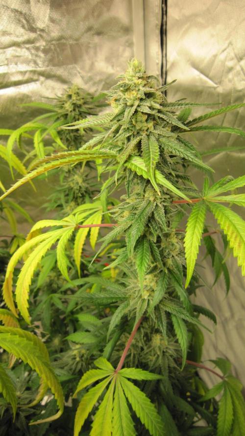 Gelatdos Jabb... My crossing.. Week 20 - Plant #2