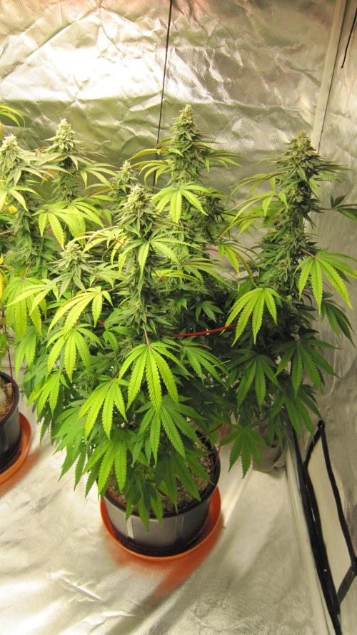 Gelatdos Jabb... My crossing.. Week 20 - Plant #3