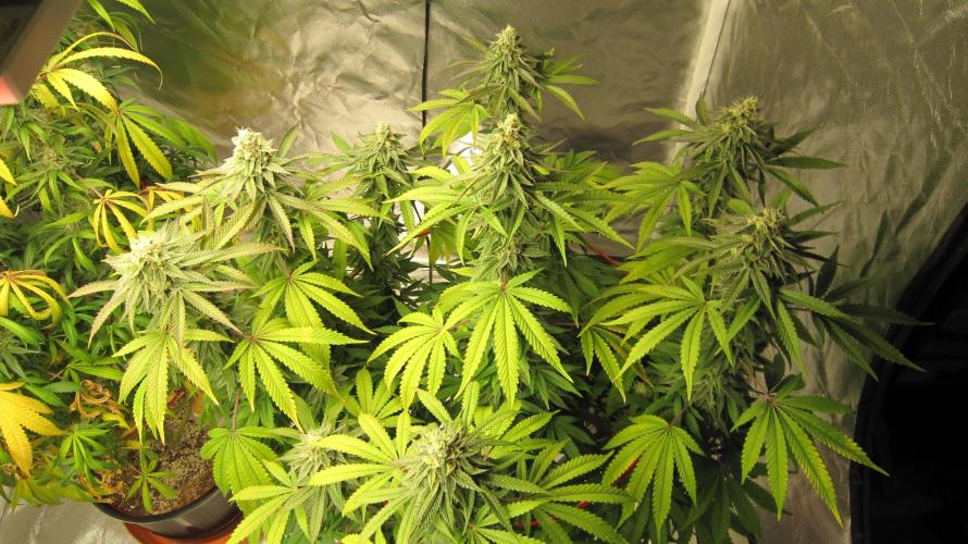 Gelatdos Jabb... My crossing.. Week 20 - Plant #3