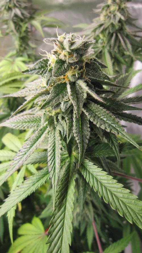 Gelatdos Jabb... My crossing.. Week 20 - Plant #3