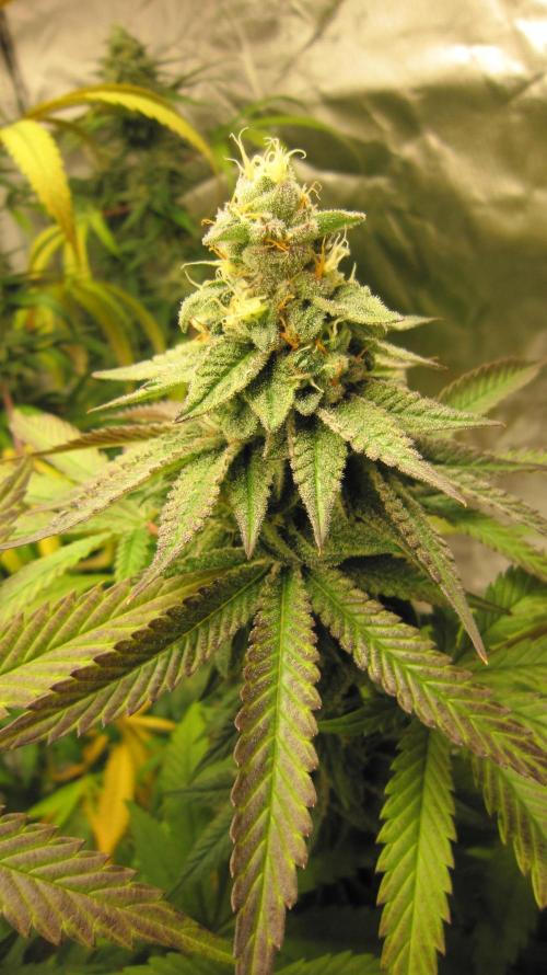 Gelatdos Jabb... My crossing.. Week 20 - Plant #3